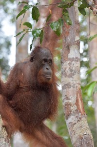 Trans Borneo Expedition 2014         